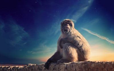 Grey monkey sitting on the concrete surface under the blue sky
